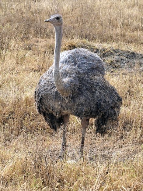 Premium Photo | Ostrich wildlife in africa safari