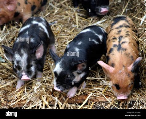 Gloucester old spot piglets Stock Photo - Alamy