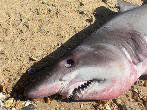 Sand tiger shark washed up on UK beach