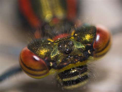 Dragonfly eyes stock image. Image of animals, emperor - 55752959