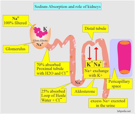 Sodium (Na+), Blood and Serum