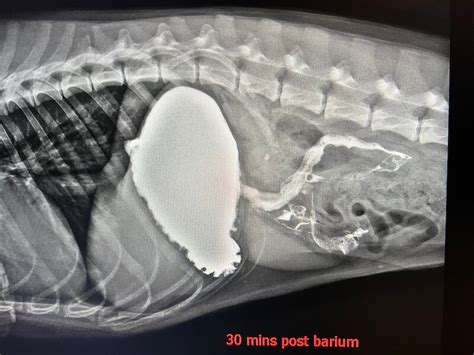 Barium In Dogs And Cats: Diagnosing Gastrointestinal Disorders | Kingsdale Animal Hospital