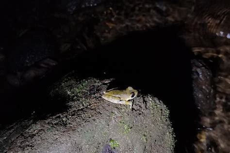 2023 Night tours at the Biological Station in Bri Bri