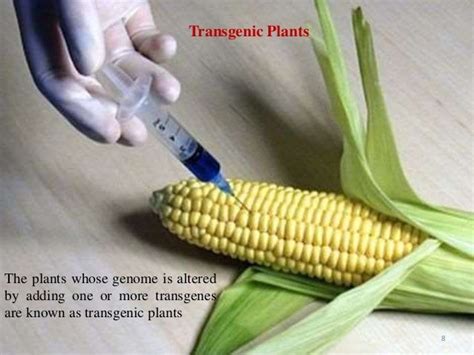 Genetic engineering and development of transgenic plants