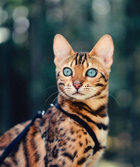 Are Bengal Cats High Maintenance? - Bengal Cat Care