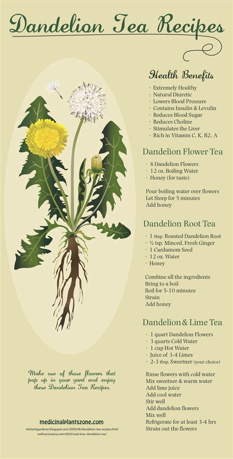 Dandelion Tea Recipes Infographic | Dandelion tea recipe, Dandelion tea, Herbs