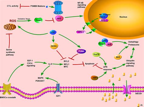 Updates to the drug‐resistant mechanism of proteasome inhibitors in multiple myeloma - Bai ...