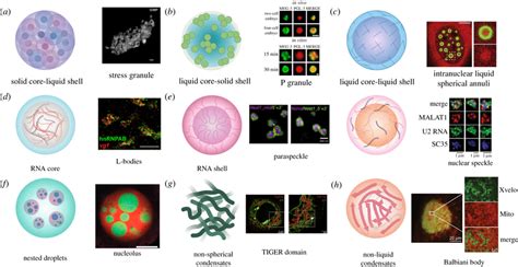 Examples of biomolecular condensate architecture. (a) Solid core-liquid... | Download Scientific ...