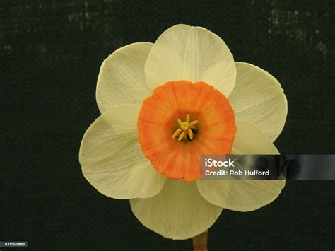 World Of Daffodil Collection Part 1 Stock Photo - Download Image Now ...