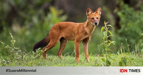 5 Fakta Menarik Ajak, Anjing Liar Asia yang Atletik!