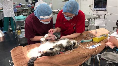 ISU CVM Cat Neutering Surgery - YouTube