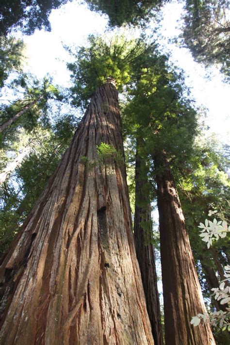 Jedediah Smith Redwoods State Park - Traveling Archive