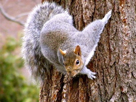 Ardilla de las Carolinas (Sciurus carolinensis)