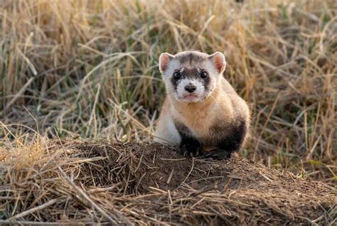 Why Black-Footed Ferrets Are Endangered and What We Can Do