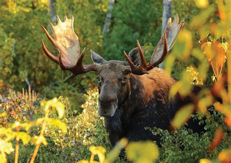 Moose - Estuary Magazine: For people who care about the Connecticut River