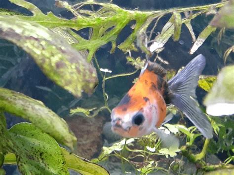 Baby Calico Butterfly : r/Goldfish