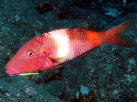 Manybar Goatfish - Parupeneus multifasciatus - Big Island, Hawaii ...