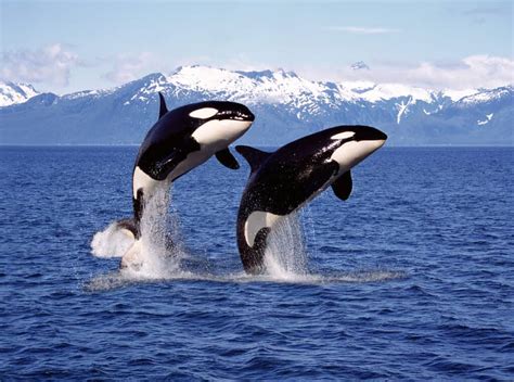 yine de Örneğin kuyruk why are orcas called killer whales Deniz ürünleri gömlek tutarsızlık