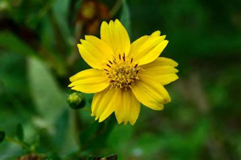 Niger (Guizotia abyssinica) flower | Feedipedia