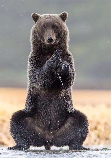 Giant grizzly bear stands out as it practises some yoga positions in Alaska | Bear, Grizzly bear ...