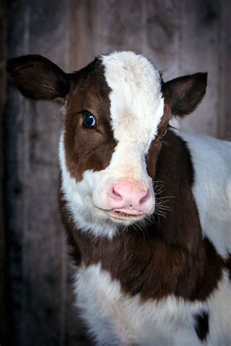 Bovine Baby - Holstein Calf 2017