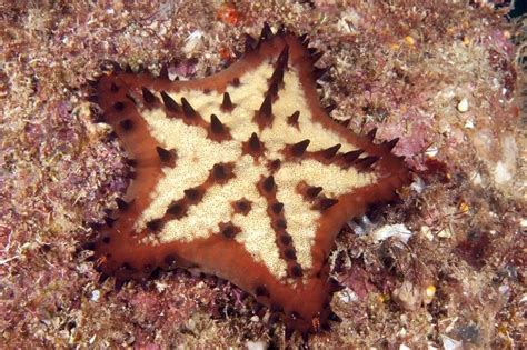 a brown and white starfish on the ocean floor