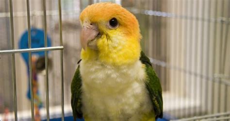 Caique Parrot Lifespan - Complete Information 2022 - CuteParrots