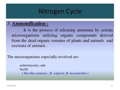 Nitrogen Cycle