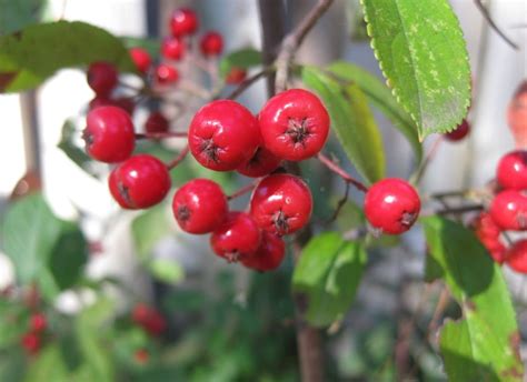 Protected Blog › Log in | Berries, Red berries, Native plants