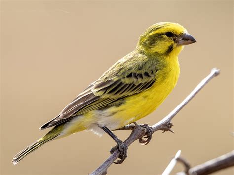 White-bellied Canary - eBird