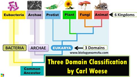 What are the 3 domains of life and their characteristics? Three Domain Classification by Carl ...