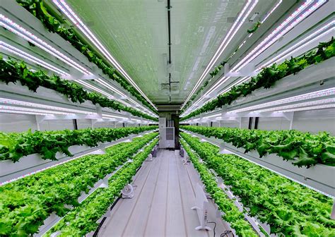 Hydroponic vertical farm to launch in UAE in Q3 2020 - Caterer Middle East