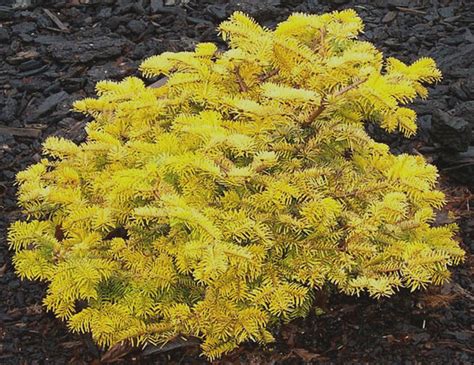 Abies nordmanniana 'Golden Spreader' Dwarf Golden Caucasian Fir - Kigi Nursery