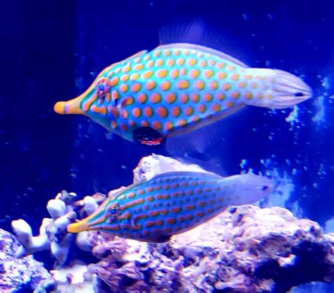 Orange spot filefish (Oxymonacanthus longirostris) feeding success | REEF2REEF Saltwater and ...