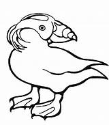 Puffin Coloring Pages  Best Coloring For Kids sketch template
