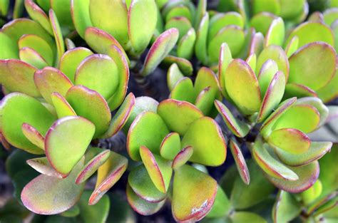 Crassula Ovata Care & Growing Tips | Horticulture.co.uk