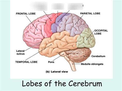 Lobes of the Cerebrum Diagram | Quizlet