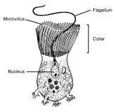 Choanocytes are like the heart, pumping water filled with potential ...