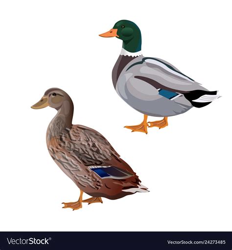 Male and female mallard duck Royalty Free Vector Image