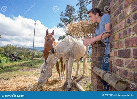 Boy feeds horses stock photo. Image of morning, south - 76879116