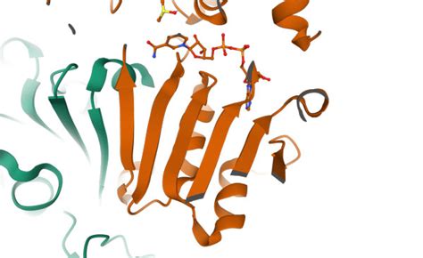 Protein Secondary Structure, Alpha Helices, Beta Sheets, Hairpins And Loops