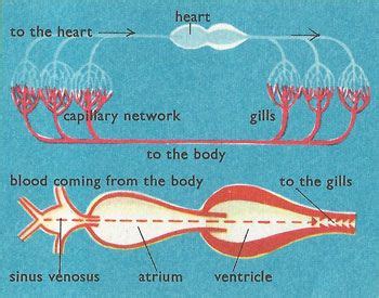 anatomy of the cod | Anatomy, Cod, Encyclopedia