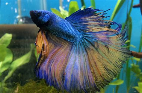 2000 Best Betta Fish Names: Find the Perfect Name for Betta