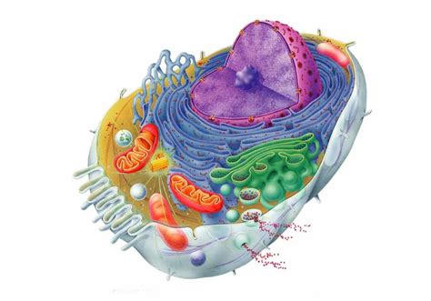 Animal Cell Anatomy Diagram | Quizlet