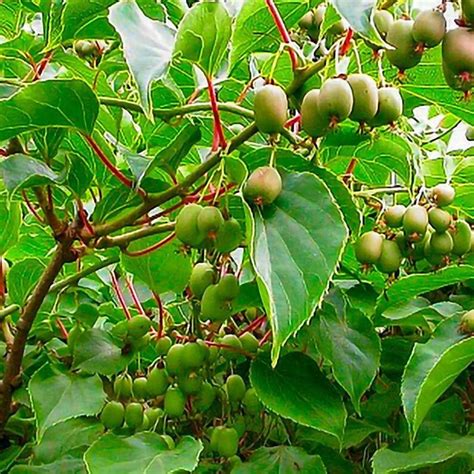 Kiwi 'Tomuri' Male pollinator 1 Plants 1 | Etsy