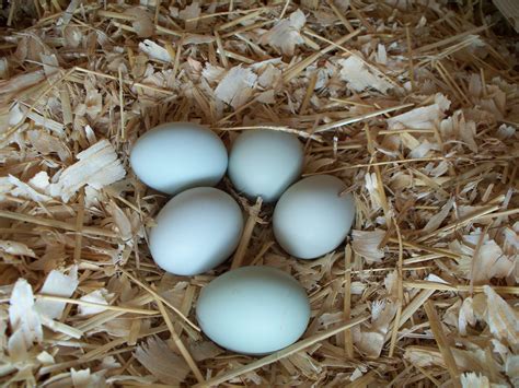 Ameraucana eggs Peafowl, Backyard Chickens, Feathered, Flocking, Crow, Eggs, Farm, Dreams, Beautiful