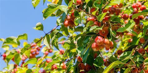 Are Crab Apple Trees Messy? What to Expect and How to Manage