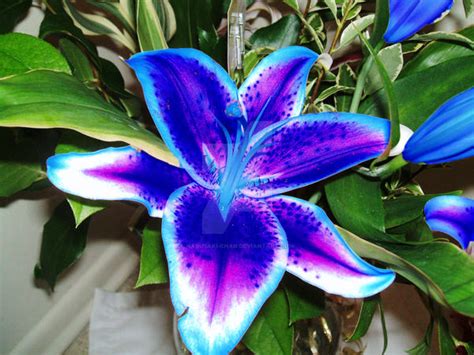 Blue Lily by Harusaki-chan on DeviantArt