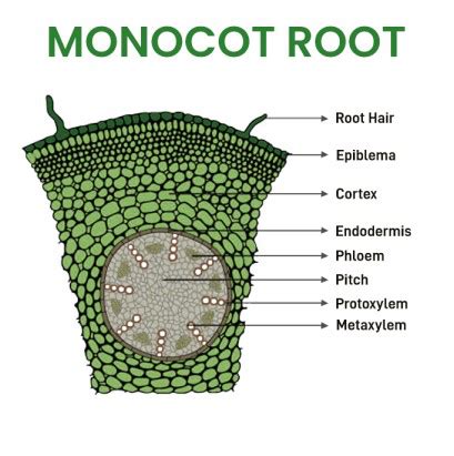 What is Monocot Root? - Definition, Structure, Characteristics, Examples - GeeksforGeeks