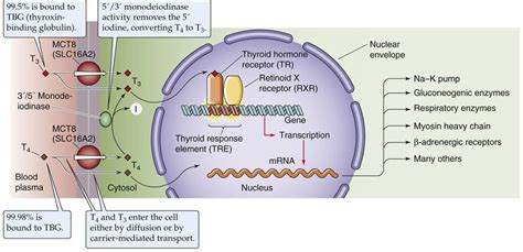 Action of Thyroid Hormones - The Thyroid Gland - The Endocrine System - Medical Physiology, 3rd ...